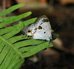 Hypolycaena othona