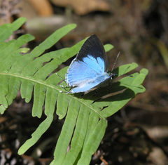 Hypolycaena othona