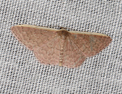 Idaea inversata