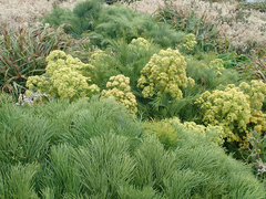 Aciphylla dieffenbachii