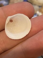 Semele proficua