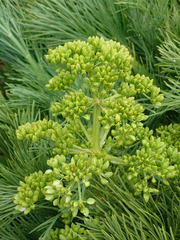 Aciphylla dieffenbachii