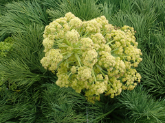 Aciphylla dieffenbachii