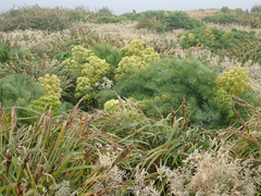 Aciphylla dieffenbachii