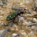 Cicindela maroccana - Photo (c) Paulo Alves, some rights reserved (CC BY-NC)