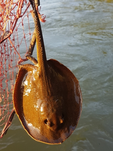 Magdalena river stingray (Potamotrygon magdalenae) — Potamotrygonidae