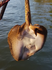 Potamotrygon magdalenae