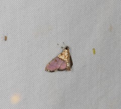 Agrotera longitabulata