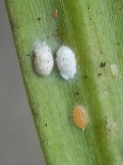 Madarococcus totarae