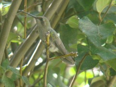 Cynanthus latirostris