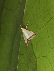 Autocharis hedyphaes