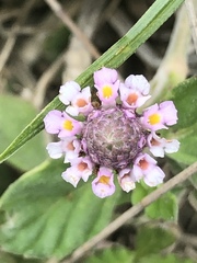 Phyla nodiflora