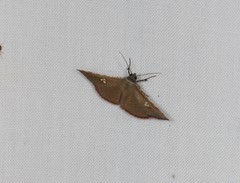 Banisia
