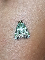 Chytonix elegans