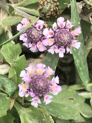 Phyla nodiflora