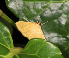 Paratalanta aureolalis