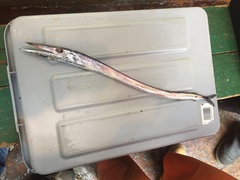 Anotopterus nikparini