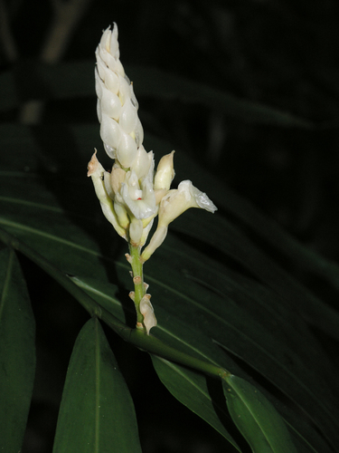 Alpinia oxymitra (Alpinia oxymitra)