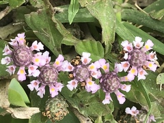 Phyla nodiflora
