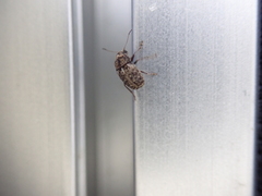 Choraginae