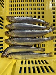 Thaleichthys pacificus