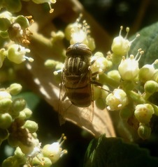 Eristalodes