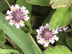 Phyla nodiflora