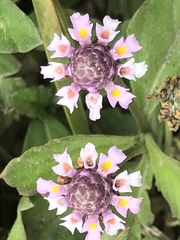 Phyla nodiflora