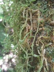 Weymouthia cochlearifolia