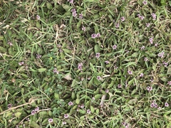 Phyla nodiflora