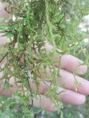 Weymouthia cochlearifolia