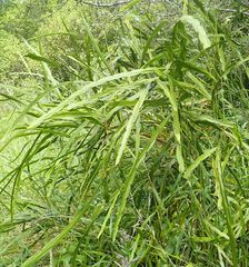 Carmichaelia williamsii