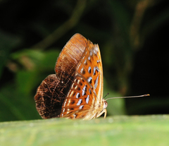Taxila haquinus berthae