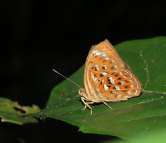 Taxila haquinus berthae