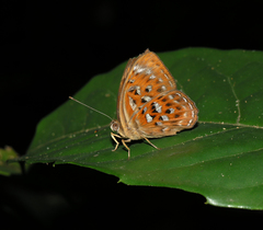 Taxila haquinus berthae