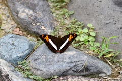 Adelpha phylaca phylaca
