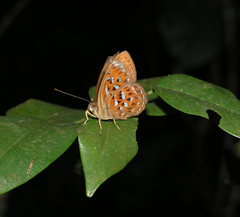 Taxila haquinus berthae