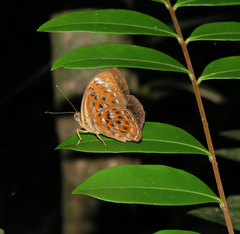 Taxila haquinus berthae