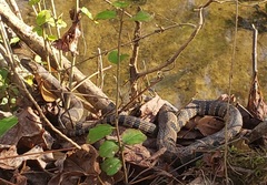 Nerodia sipedon pleuralis