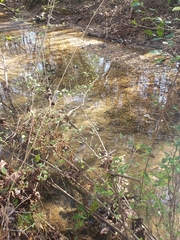 Nerodia sipedon pleuralis