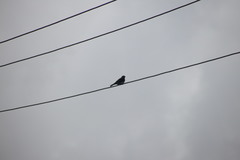 Sphecotheres vieilloti