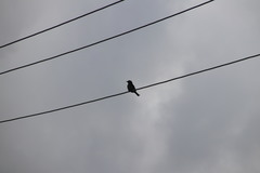 Sphecotheres vieilloti