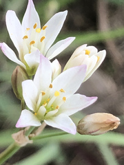Nothoscordum gracile