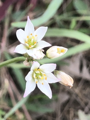 Nothoscordum gracile