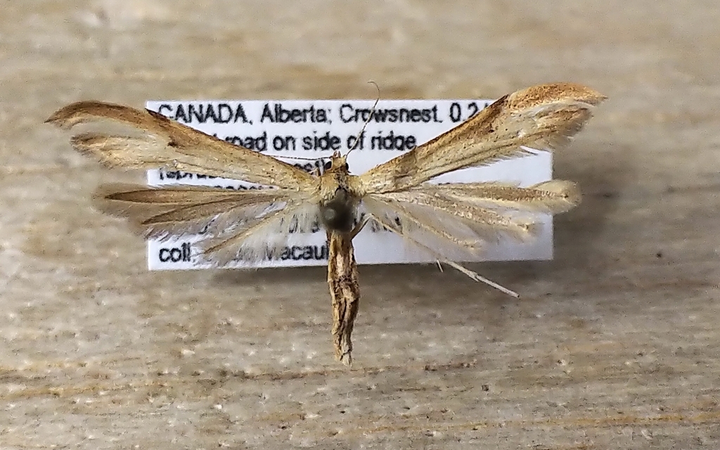 Balsamroot Plume Moth