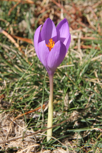 Autumn Crocus (Crocus nudiflorus) · iNaturalist