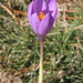 Autumn Crocus - Photo (c) Joan Simon, some rights reserved (CC BY-SA)