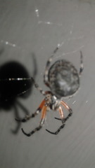 Araneus granadensis