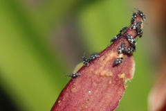 Oxycarenus luctuosus