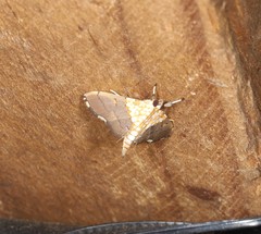 Agrotera longitabulata